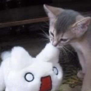 Meet your Posher, Lily